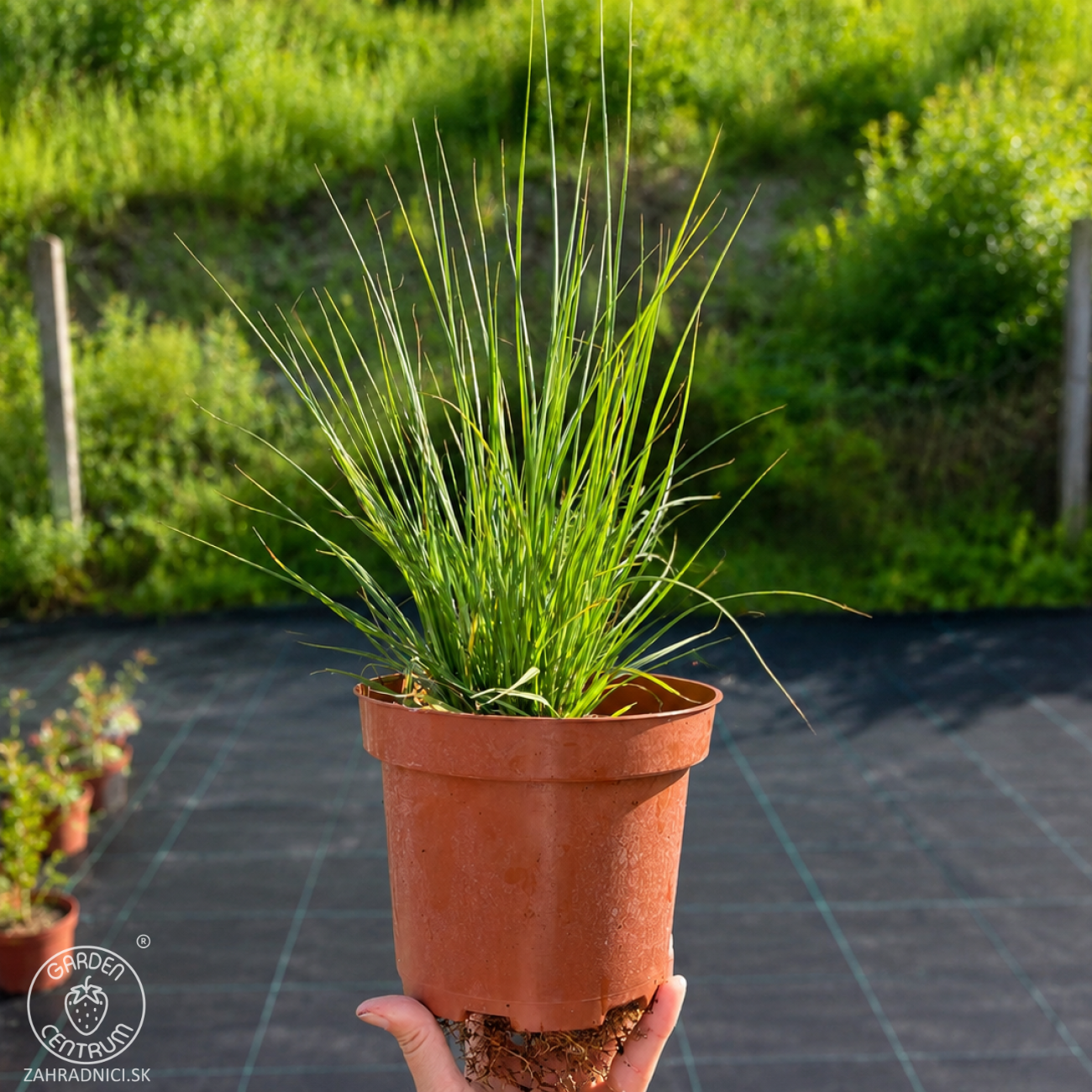 Obrázok Perovec psiarkovitý (Pennisetum alopecuroides) ‘HAMELN’ - kont. C2L